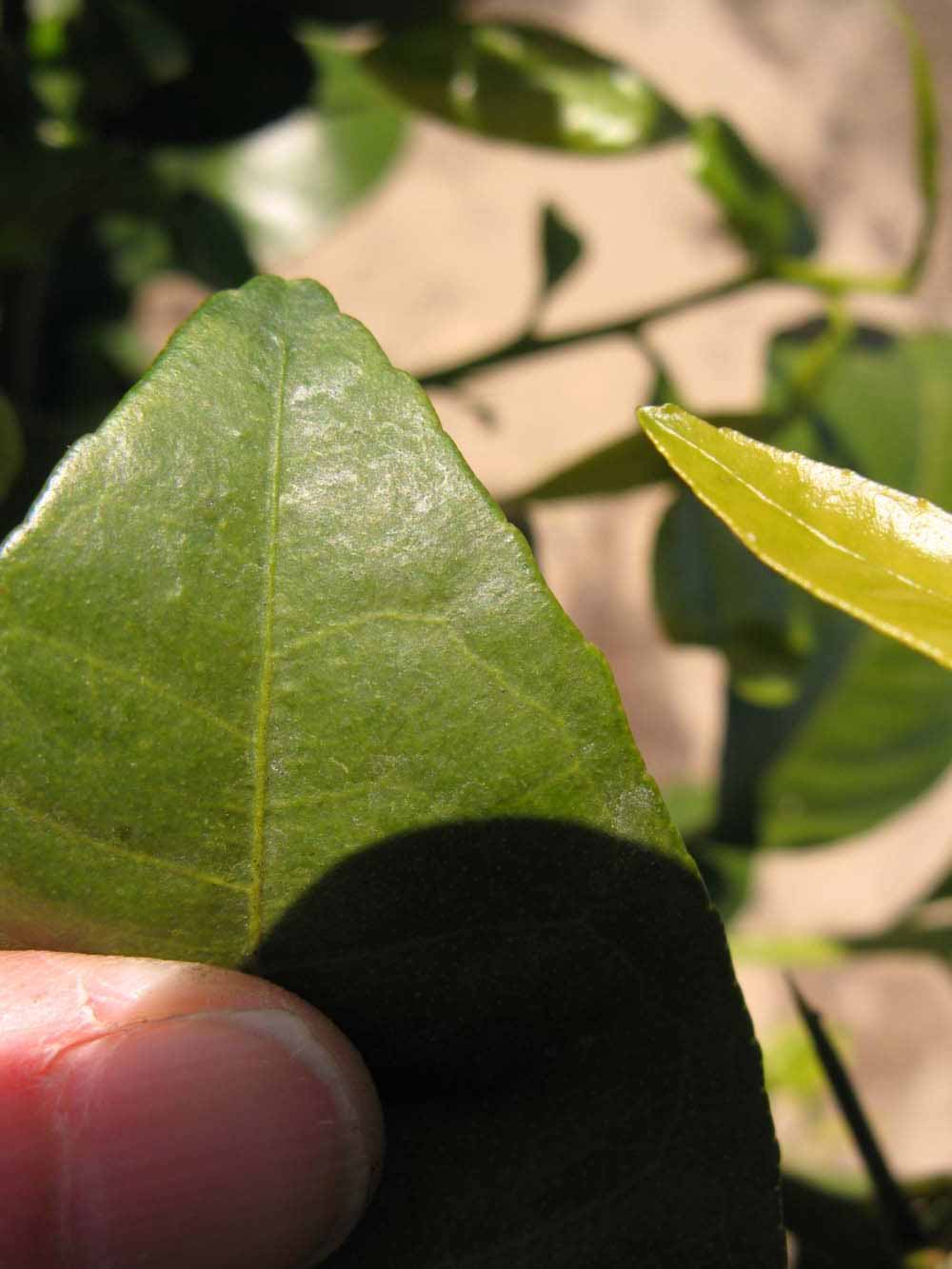              Margin (Winter Haven, FL)       